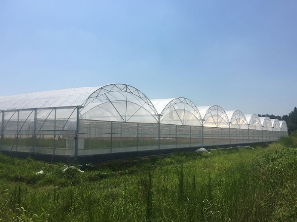連棟溫室大棚